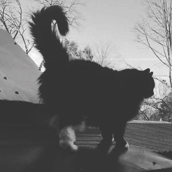 Meet your Posher, Mary - Picture 1 of 1